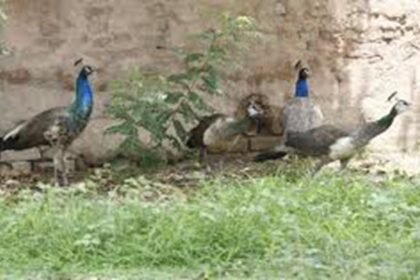 Saharsa Peacock Rescue